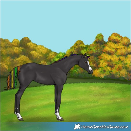 Horse Color:Painted Smoky Black Chinchilla 