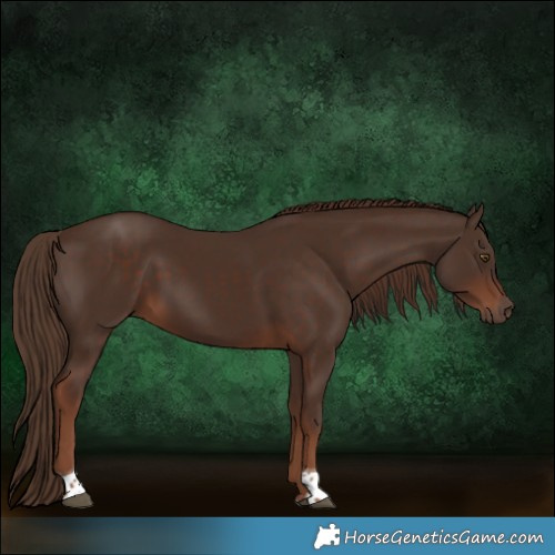 Horse Color:Liver Chestnut Tobiano