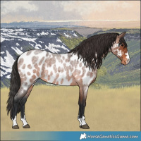 Horse Color:Brown Roan Near Leopard 
