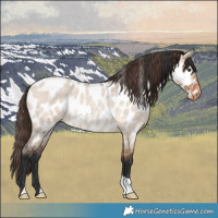 Horse Color:Bay Roan Dun Near Leopard