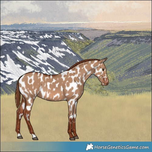 Horse Color:Red Dun Appaloosa 