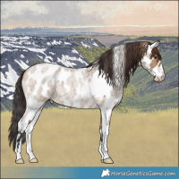 Horse Color:Chestnut Appaloosa and Bay Roan Dun Appaloosa