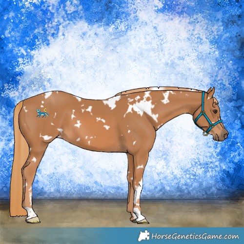 Horse Color:White Spotted Chestnut 
