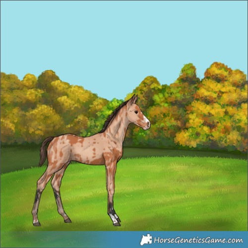 Horse Color:Bay  and Amber Champagne 