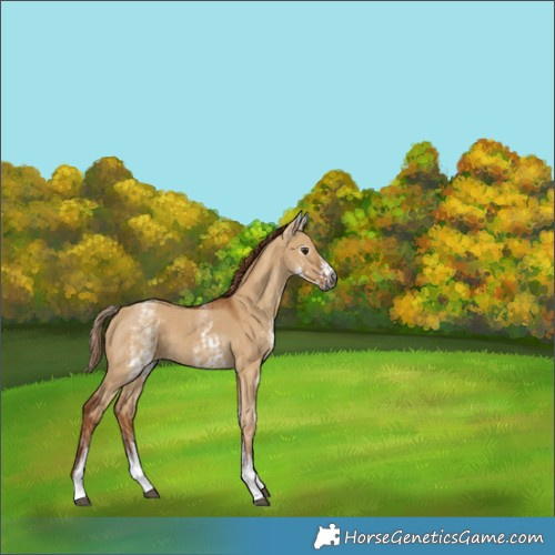 Horse Color:Gray White Spotted Red Dun Rabicano  and Gray White Spotted Red Dun Rabicano 