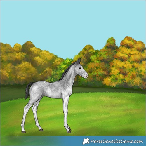 Horse Color:White Spotted Blue Roan 