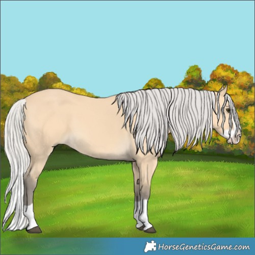 Horse Color:Silver Buckskin Splash 