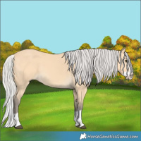 Horse Color:Silver Buckskin Splash 