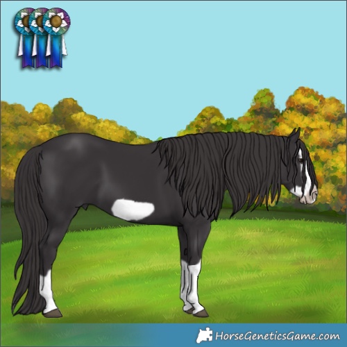 Horse Color:Smoky Black Splash Frame 