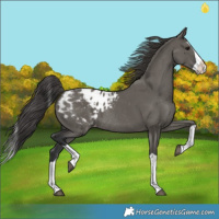 Horse Color:Grullo Splash Appaloosa Rabicano 