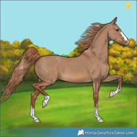 Horse Color:Red Dun 