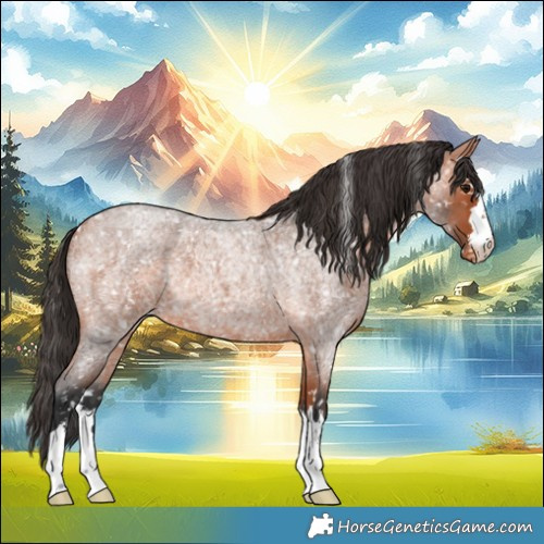 Horse Color:Bay Roan Appaloosa 