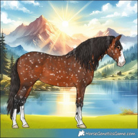 Horse Color:Bay Appaloosa 