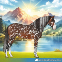 Horse Color:Bay Appaloosa