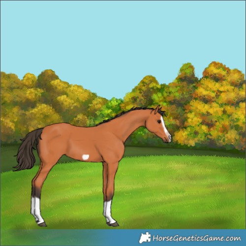 Horse Color:Bay Splash Frame 