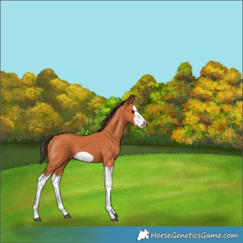 Horse Color:Bay Splash Frame 