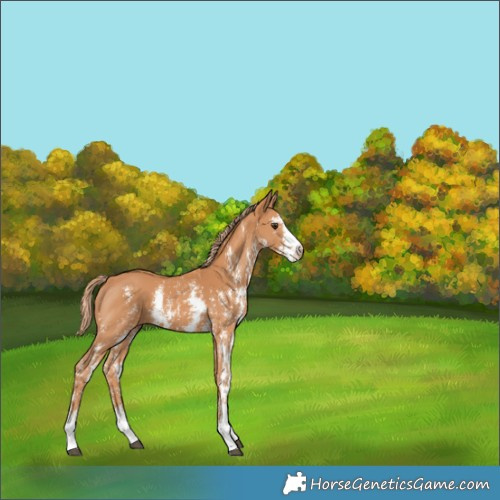 Horse Color:Chestnut Sabino 
