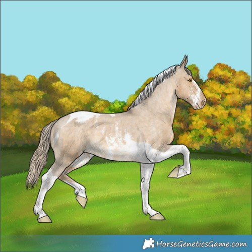 Horse Color:Chocolate Palomino Dun Sabino Tobiano Appaloosa 