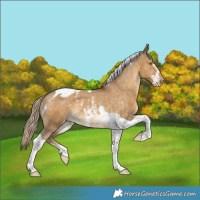 Horse Color:Chocolate Palomino Dun Sabino Tobiano Appaloosa