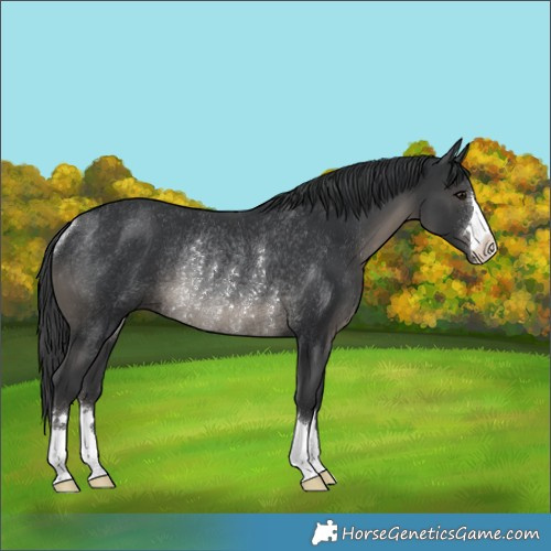 Horse Color:Black Rabicano