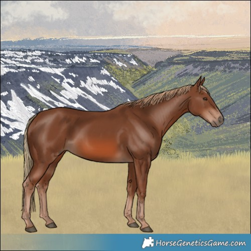 Horse Color:Chestnut 