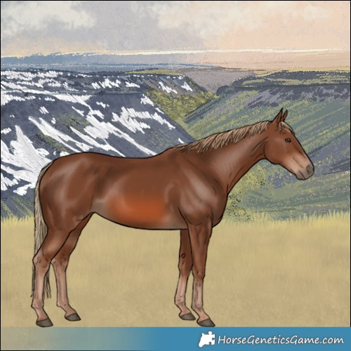 Horse Color:Chestnut 