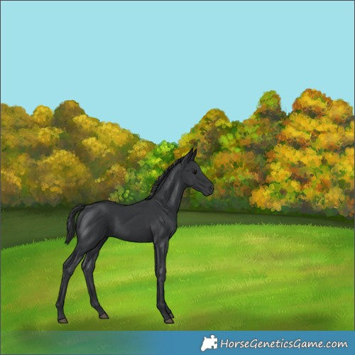 Horse Color:Black 