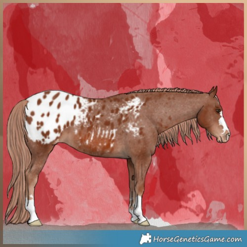 Horse Color:Chestnut Blanket