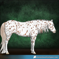 Horse Color:Chestnut Near Leopard