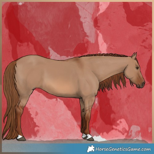 Horse Color:Red Dun 