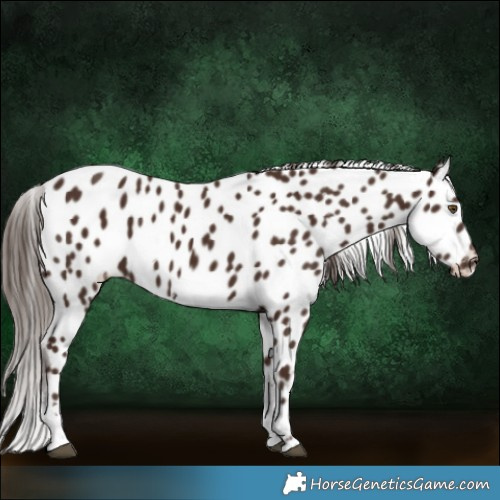 Horse Color:Liver Chestnut Tobiano Near Leopard