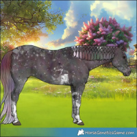 Horse Color:Nacre Midnight Buckskin Ice Onyx Tobiano 
