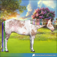 Horse Color:Painted Chocolate Bay Ice Dun Tobiano 