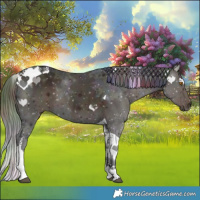 Horse Color:Nacre Midnight Buckskin Ice Dun Tobiano 