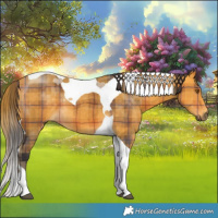 Horse Color:Plaid  Buckskin Tobiano 