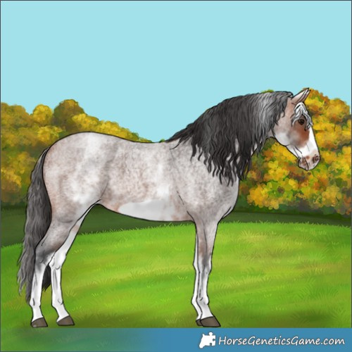 Horse Color:White Spotted Bay Roan Frame 