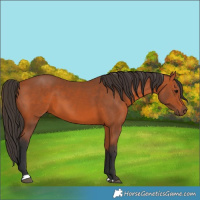 Horse Color:Bay 