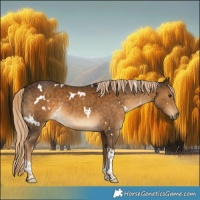 Horse Color:White Spotted Chocolate Palomino Tobiano 