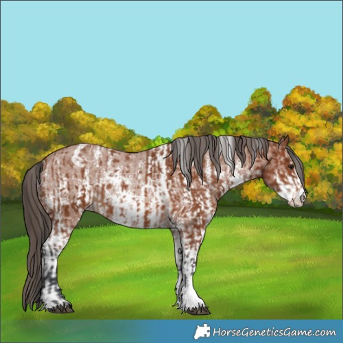 Horse Color:Bay Sabino Rabicano  and Bay Sabino Appaloosa Rabicano 