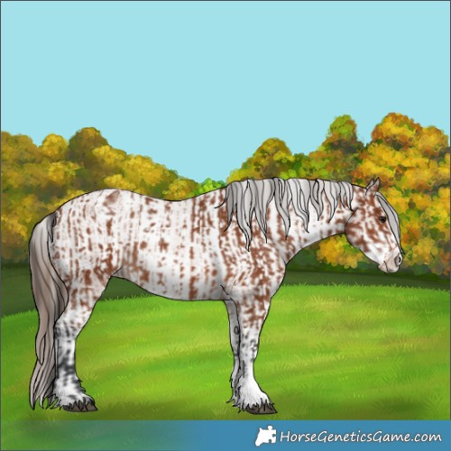 Horse Color:Bay Sabino Rabicano  and Bay Sabino Blanket Rabicano 