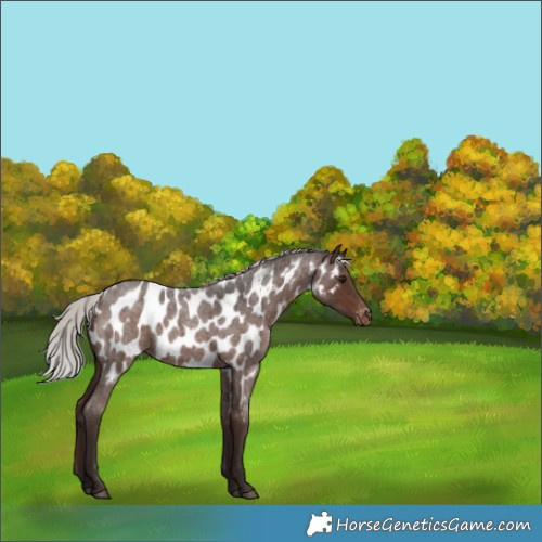 Horse Color:Silver Brown Roan Near Leopard 