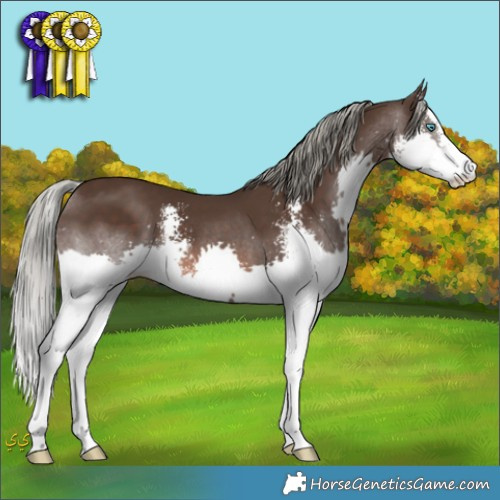 Horse Color:Liver Chestnut Mushroom Sabino Splash 