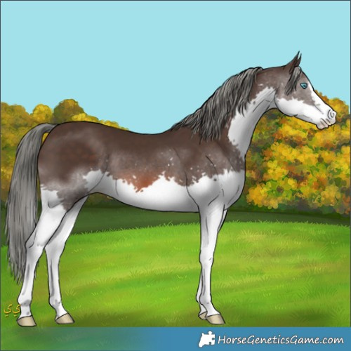 Horse Color:Liver Chestnut Mushroom Splash 