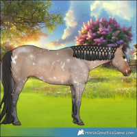 Horse Color:White Spotted Brown Dun Rabicano 