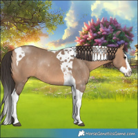 Horse Color:Bay Dun Splash Tobiano Rabicano 