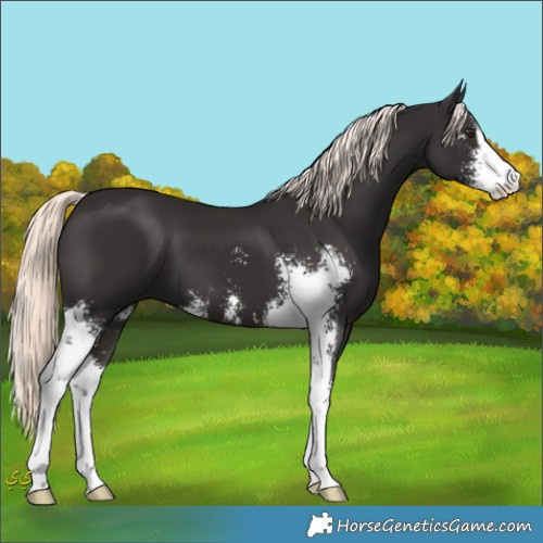 Horse Color:Liver Chestnut Mushroom Sabino 