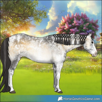 Horse Color:White Spotted Buckskin Ice Onyx 