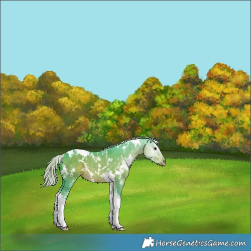 Horse Color:Watercolor White Spotted Chocolate Palomino Tobiano Rabicano 