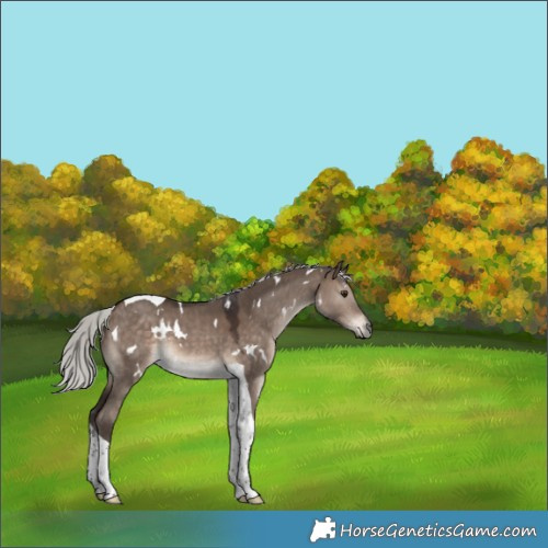 Horse Color:White Spotted Silver Brown Dun Tobiano 
