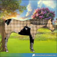 Horse Color:Plaid  Buckskin Dun Tobiano 